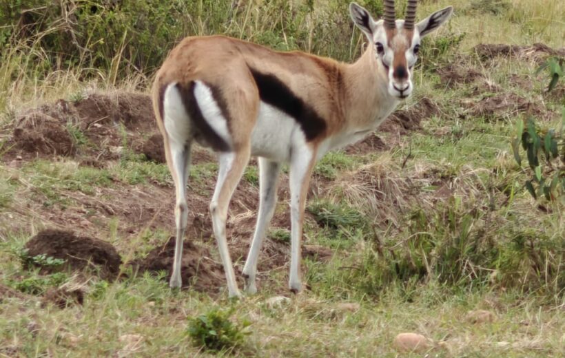 6 Days Amazing Tanzania Safari