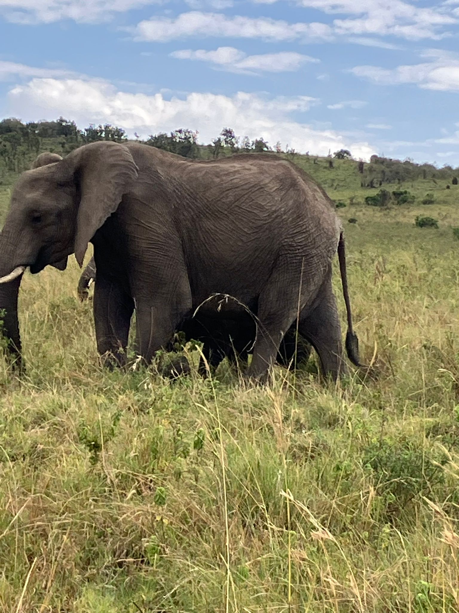 David Sheldricks Wildlife Trust