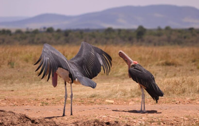 6 Days Maasai Mara, Nakuru and Amboseli