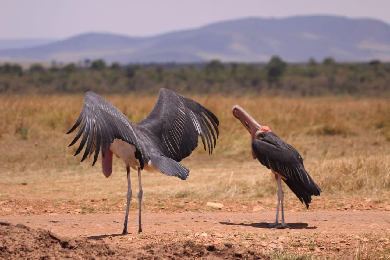Ol Pejeta Conservancy