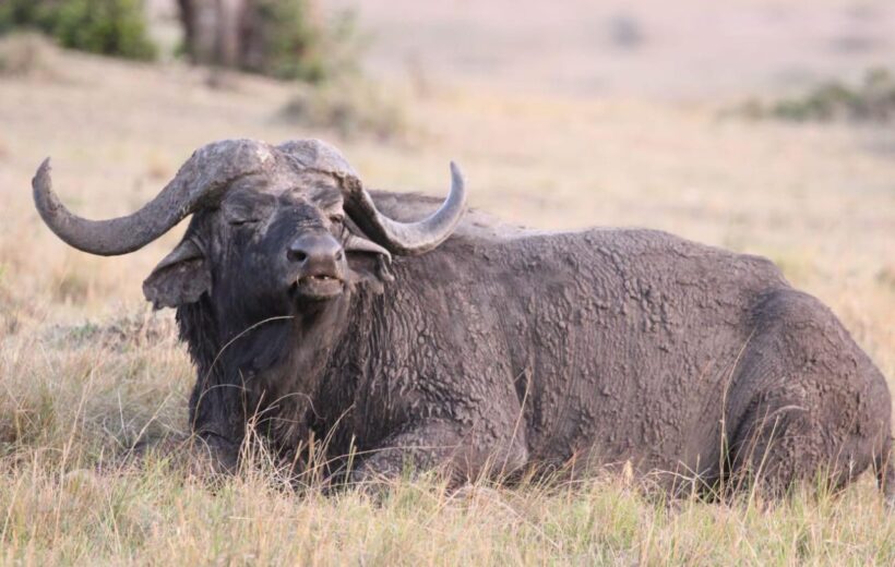 4 Days Nakuru Masai Mara Luxury Lodges