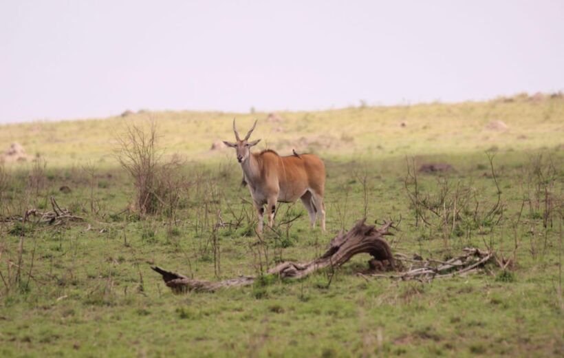 3 Days Tanzania Luxury Safari (Tarangire & Ngorongoro)