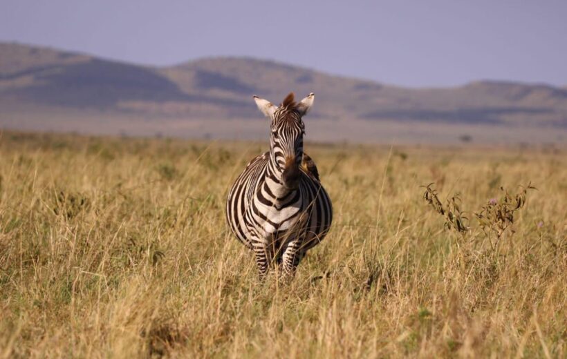 3 Days Exclusive Shared Masai Mara Budget Safari