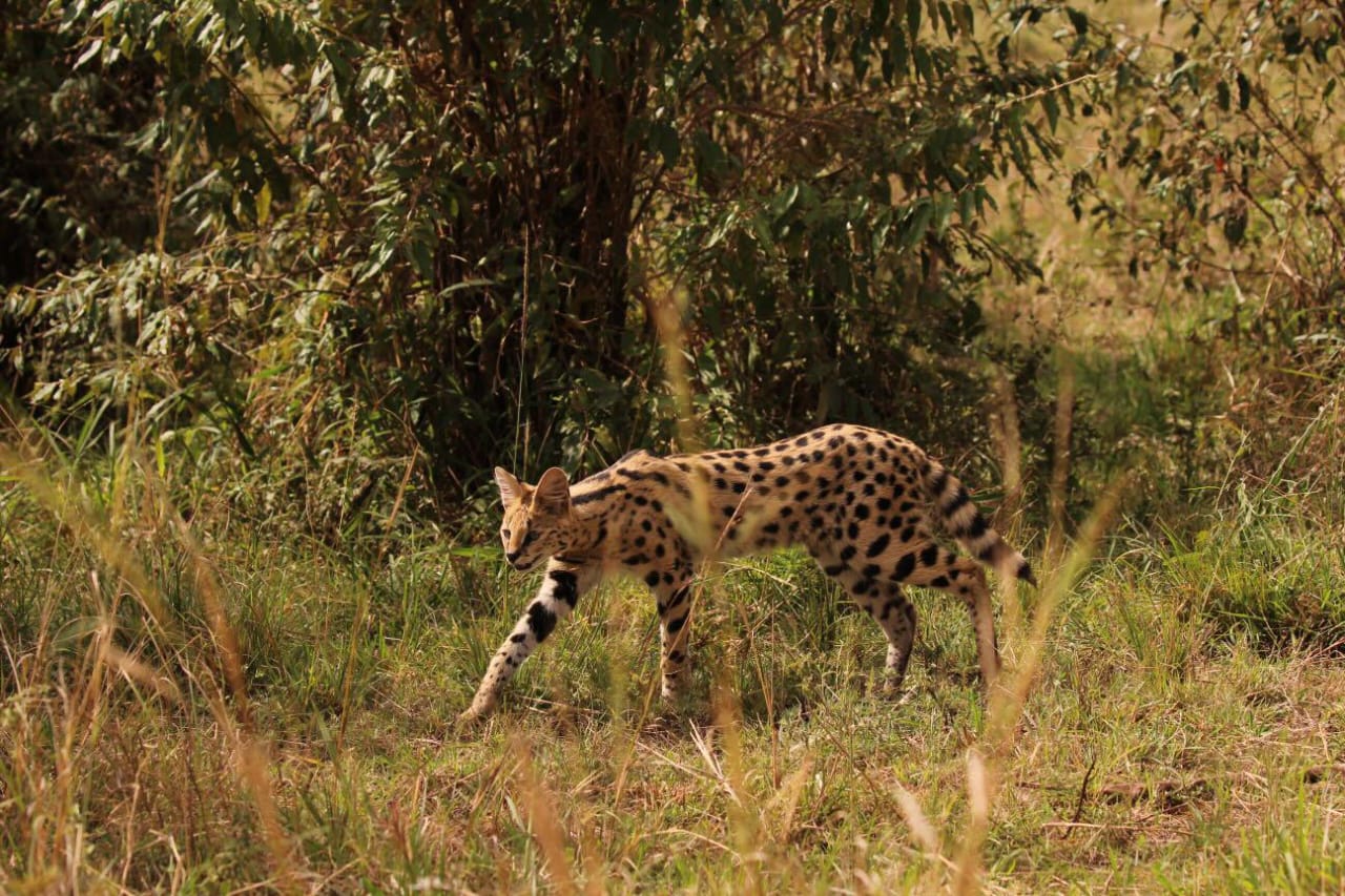 Amboseli National Park