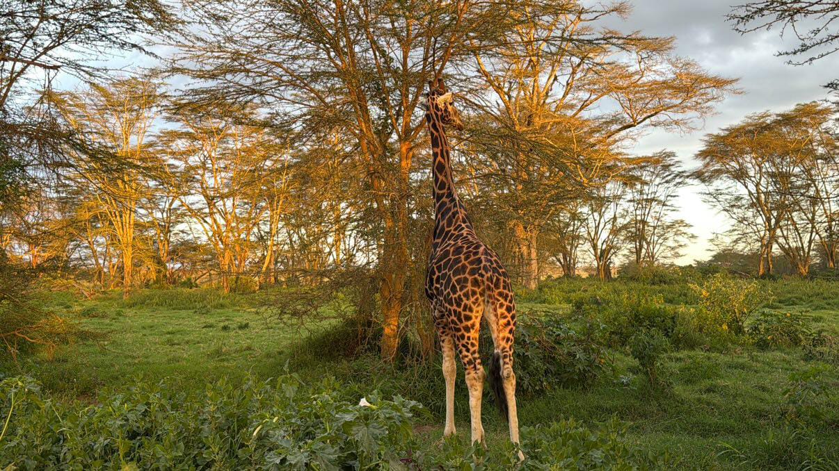 Tarangire National Park