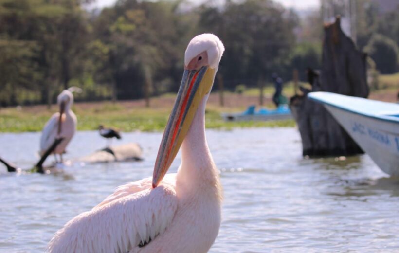 7 Days Maasai Mara, Nakuru, Naivasha and Amboseli