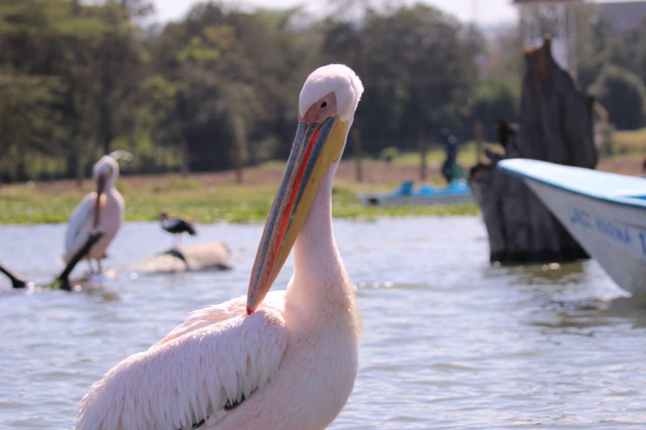 Lake Naivasha National Park