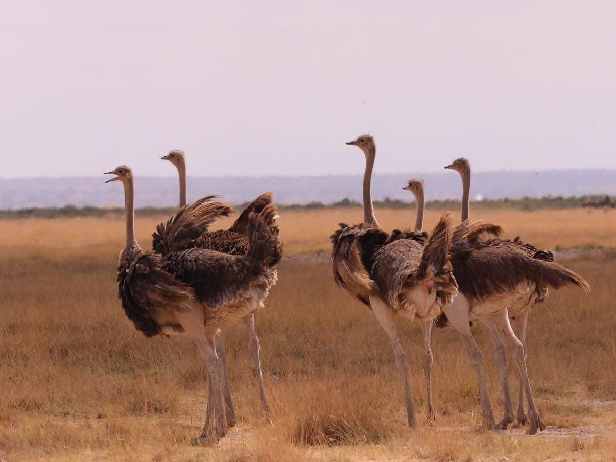 Tsavo West National Park